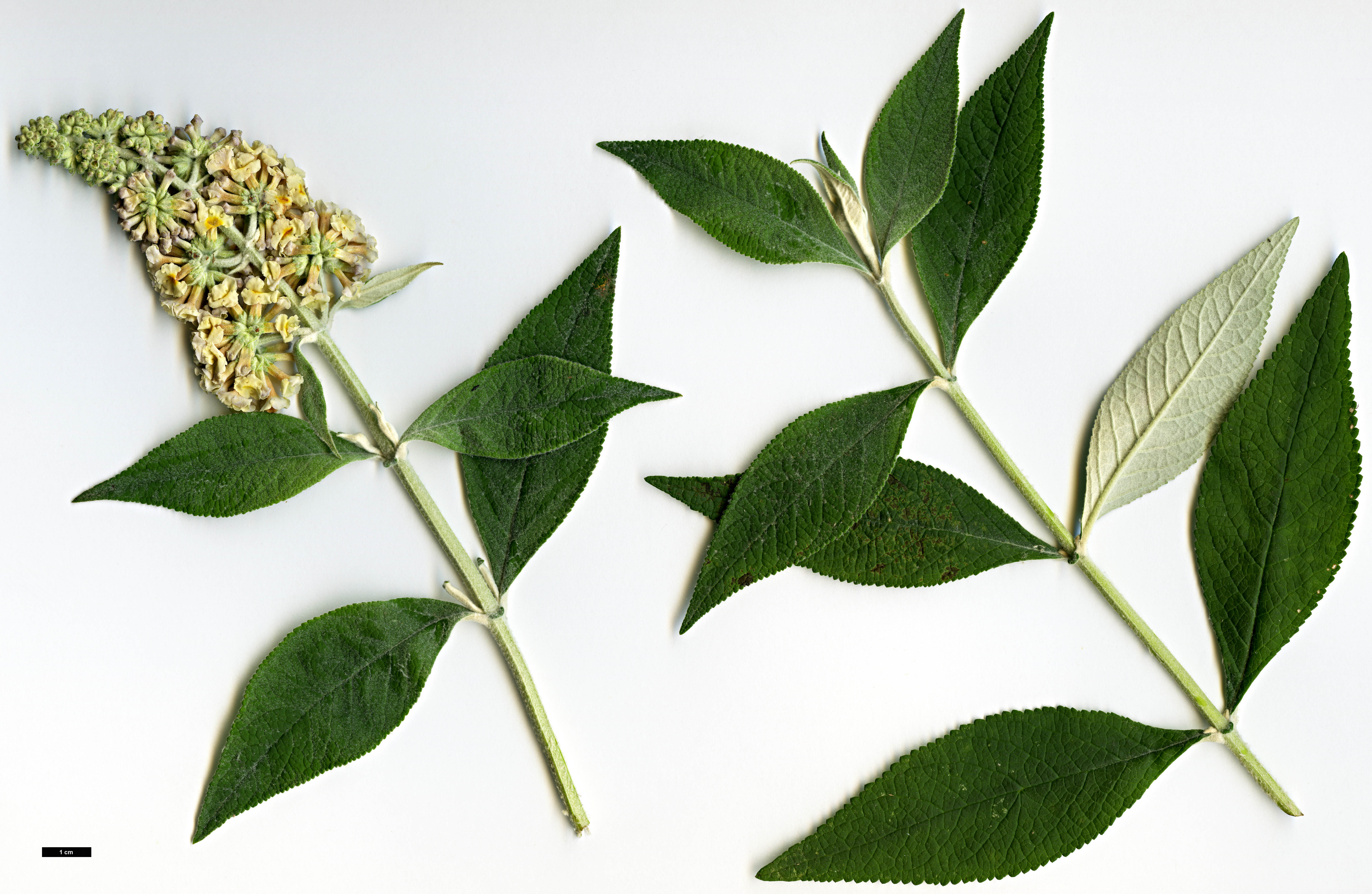 High resolution image: Family: Scrophulariaceae - Genus: Buddleja - Taxon: ×weyeriana (B.davidii × B.globosa)